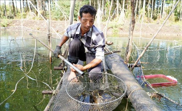 Ông Trần Duy Khanh, xã Lình Huỳnh (Hòn Đất, Kiên Giang) nuôi cá bóng mú dưới tán rừng phòng hộ cho thu nhập hơn 100 triệu đồng/ha.