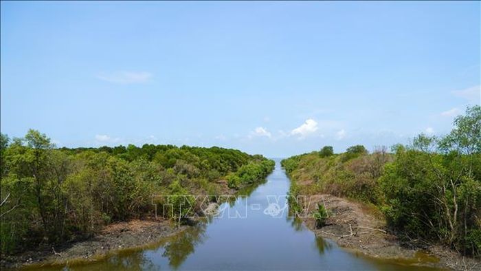 Rừng phòng hộ ven biển xã Lình Huỳnh (Hòn Đất, Kiên Giang).