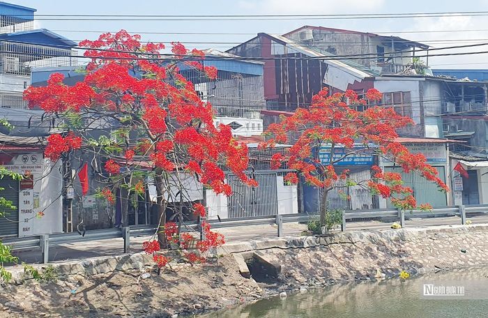 Khi "phượng cháy", chỉ thấy màu đỏ rực của hoa mà ít thấy cành, thấy lá.