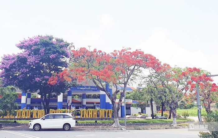 Phượng vĩ thường được trồng xen lẫn với bằng lăng để màu đỏ của hoa khỏi chói chang gây cảm giác nóng bức vào mùa hè.