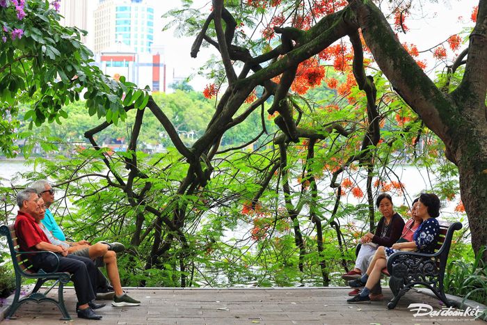 Người dân thư thả ngồi hóng mát dưới những tán cây hoa phượng.