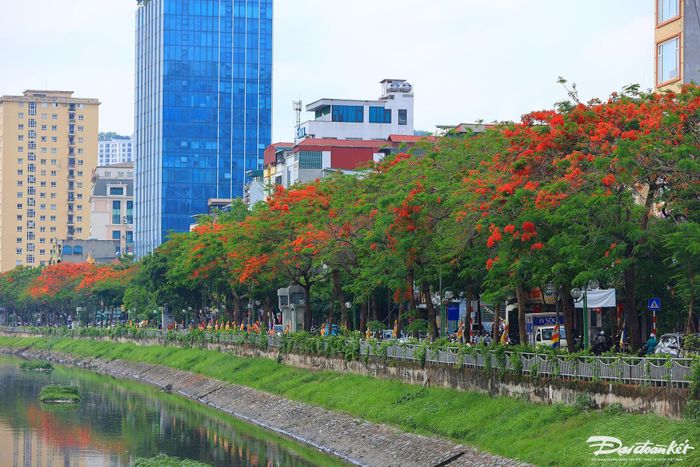 Tại khu vực dọc sông Tô Lịch hàng trăm cây hoa phượng đang đua nhau nở rộ.