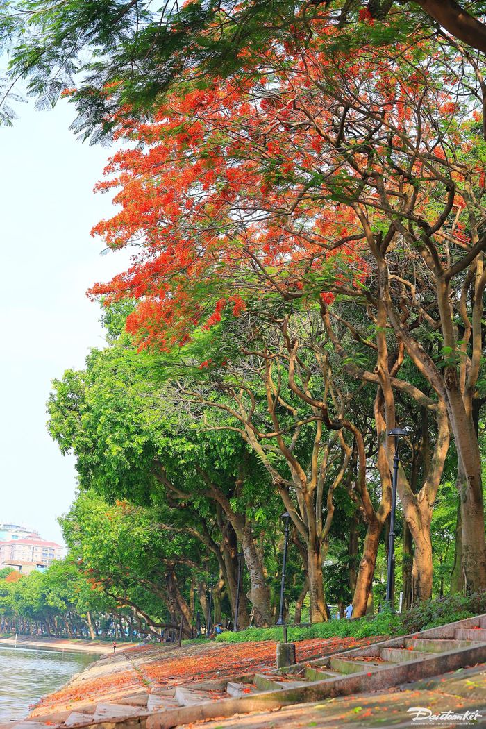 Nếu như bằng lăng mang đến sắc tím lãng mạn cho phố phường Hà Nội, hoa phượng lại như "thắp lửa" rạng rỡ bằng những chùm hoa đỏ rực dưới nắng hè.