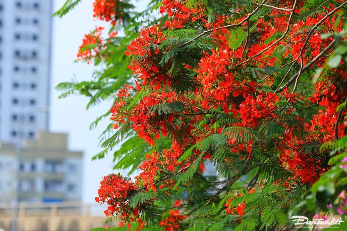 Hoa phượng đỏ gợi lên chút xao xuyến, bâng khuâng của biết bao thế hệ học trò Việt Nam.