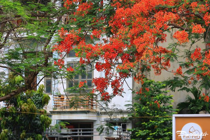 Cánh hoa của phượng vĩ lớn, với 4 cánh tỏa rộng màu đỏ cam, còn cánh hoa thứ 5 mọc thẳng, lốm đốm trắng.