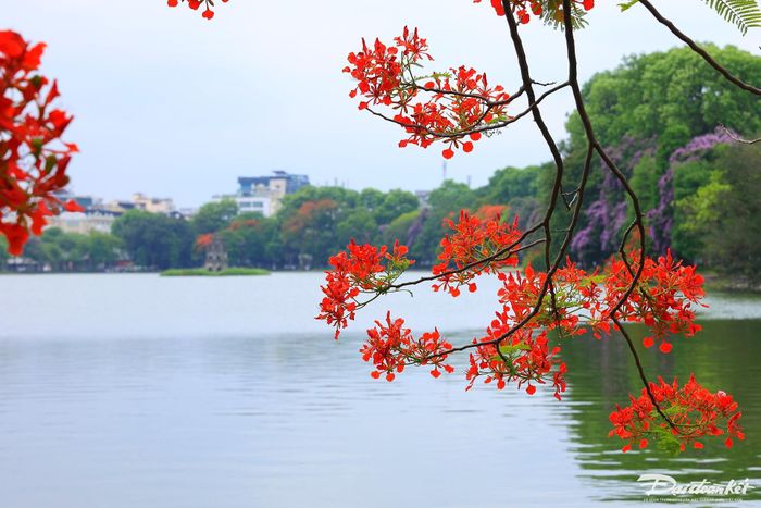 Sắc hoa phượng lung linh trên Hồ Gươm.