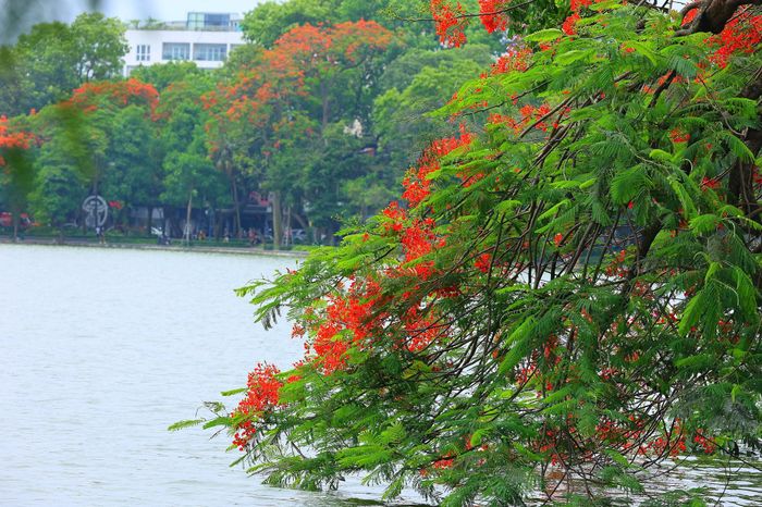 Hoa phượng thường nở thành từng chùm, thay đổi màu sắc theo thời gian từ đỏ đậm sang nhạt.