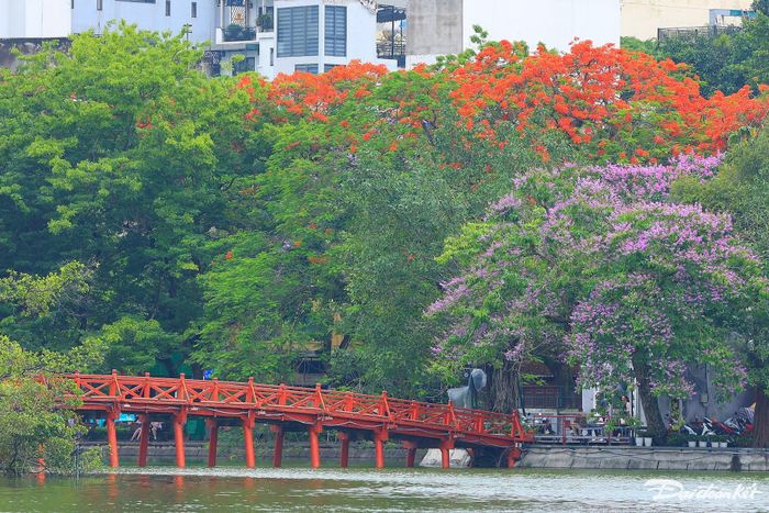 Hình ảnh những cây phượng già bung sắc tại khu vực gần cầu Thê Húc tô điểm thêm cho vẻ đẹp của Hồ Gươm mỗi khi hè về.