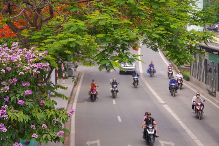  Trên đường Lê Văn Lương (đoạn quận Hà Đông), hoa bằng lăng nở xen kẽ hoa phượng, tạo nên cảnh đẹp mắt cho người đi đường 