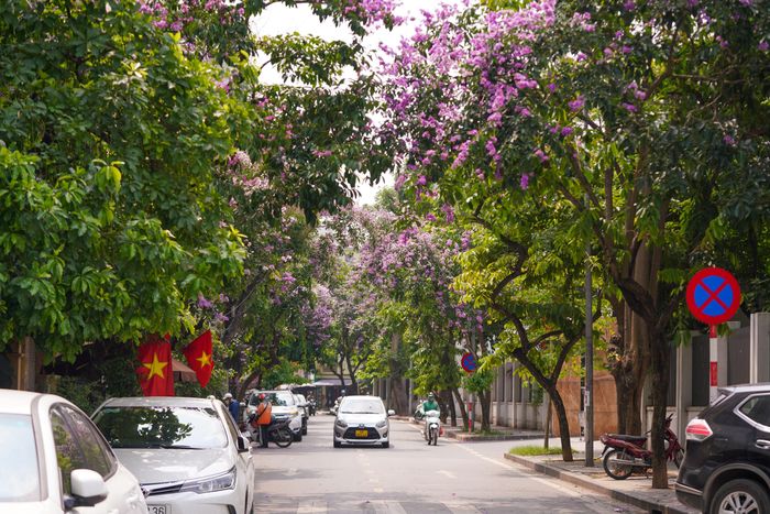  Nhiều con phố ở Hà Nội có hoa bằng lăng 