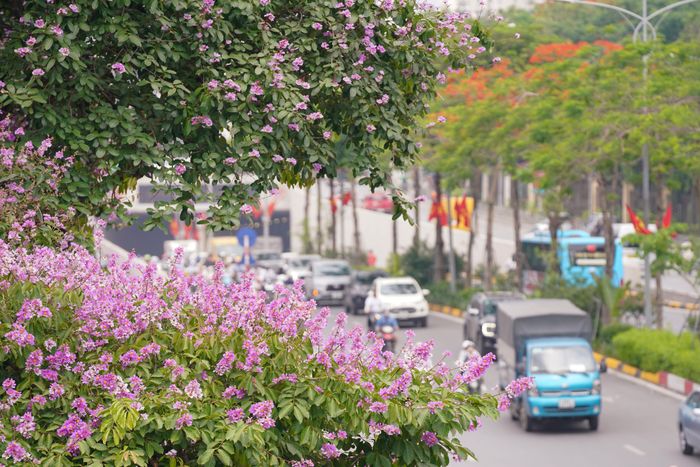  Hoa bằng lăng ven đường, đoạn đối diện Công viên Thống Nhất 