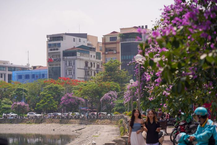  Hoa bằng lăng nở tím ven hồ Hoàng Cầu (quận Đống Đa) 