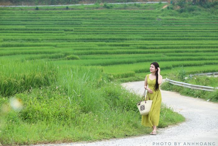 Du khách về Pù Luông du lịch, ngắm lúa chín và chụp ảnh trải nghiệm (Ảnh: Anh Hoàng).