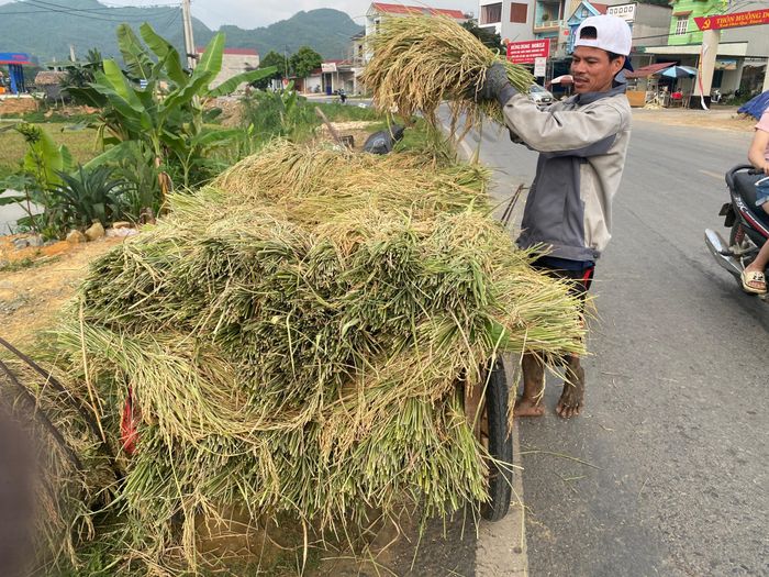 ... và cả xe thồ.