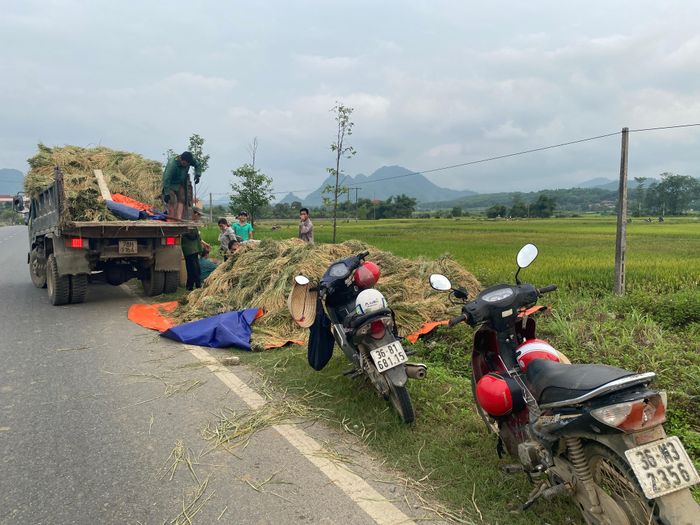 Lúa gặt xong được vận chuyển về nhà bằng ô tô...
