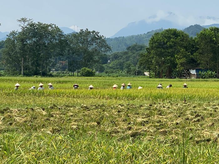 Thời điểm này, lúa chín rộ. Tranh thủ thời tiết thuận lợi, Nhân dân trong huyện tập trung xuống đồng, gặt đổi lúa cho nhau.