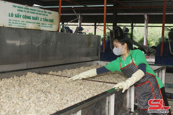 Công nhân Nhà máy chế biến cao su 28/10 trong ca sản xuất