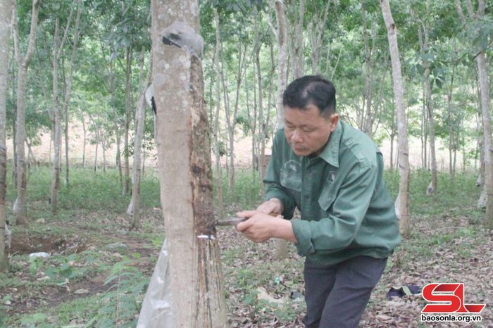 Công nhân Nông trường cao su Châu Thuận khai thác mủ cao su. 