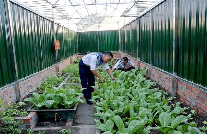 Các cán bộ, chiến sĩ trên đảo An Bang chăm sóc vườn rau sau giờ làm nhiệm vụ