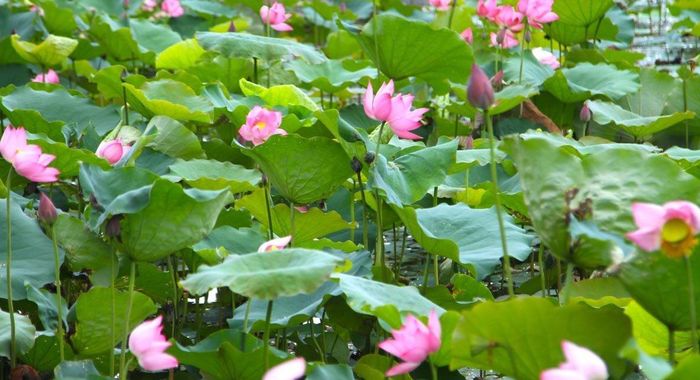 Những đóa sen vươn mình, nở rộ trên quê hương Bác.