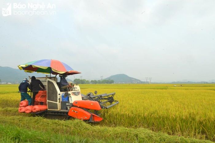  Tranh thủ thời tiết thuận lợi, bà con nông dân Yên Thành tập trung nhân lực, vật lực để ra đồng thu hoạch. Ảnh: Văn Trường 