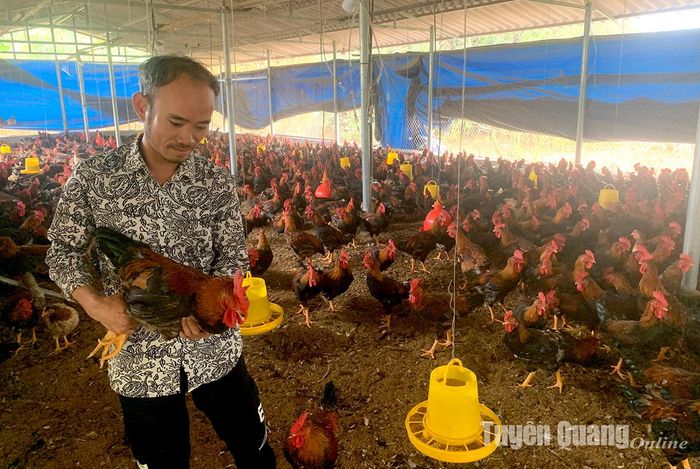 Anh Trần Văn Tú, thôn Nứa, xã Đông Lợi (Sơn Dương) phát triển chăn nuôi gà thịt quy mô 4.000 - 5.000 con/lứa.