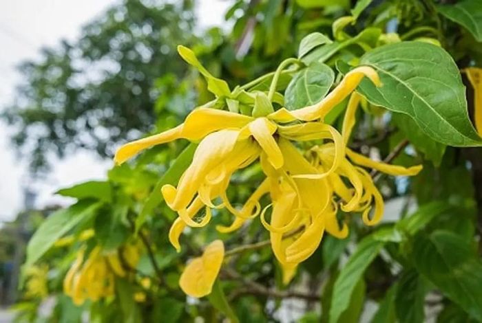 Cây hoa dẻ còn có tên gọi khác là nồi côi, dẻ thơm, hoa giồi tanh, chập chại...