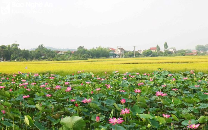  Về Kim Liên giữa mùa gặt, nhiều người thích thú, ấn tượng với những đồng lúa vàng bên những hồ sen, ao sen đang mùa hoa nở rộ, ngát hương thơm. Ảnh: Huy Thư 