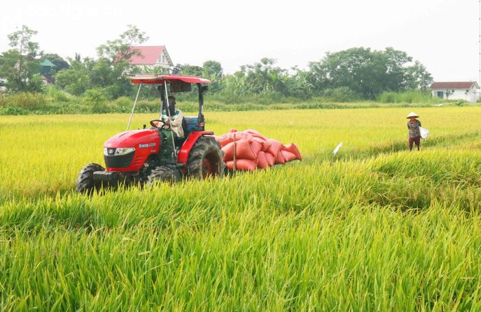 Theo bà con địa phương, đầu mùa, các hộ dân có thể lựa chọn thửa ruộng chín rồi gọi máy về gặt, còn giữa mùa thì gặt đồng loạt. Hiện nay, ngoài dịch vụ gặt lúa, các chủ máy còn làm thêm dịch vụ vận chuyển lúa cho các hộ dân. Hiện giá gặt máy ở xã Kim Liên là 150.000 - 160.000 đồng/sào, cả chở lúa về nhà là 180.000 đồng/sào. Ảnh: Huy Thư 