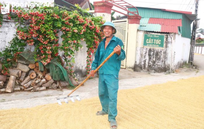  Ông Trần Đình Thảo ở xóm Liên Hồng phấn khởi cho biết: Nhà ông làm 1 mẫu 2 ruộng. Đến thời điểm này đã thu hoạch được 9 sào. Trung bình mỗi vụ lúa chiêm gia đình ông thu hoạch được trên 3 tấn lúa. Năm nay, tính ra không được mùa bằng năm trước, nhưng việc thu hoạch khá thuận lợi. Ảnh: Huy Thư 