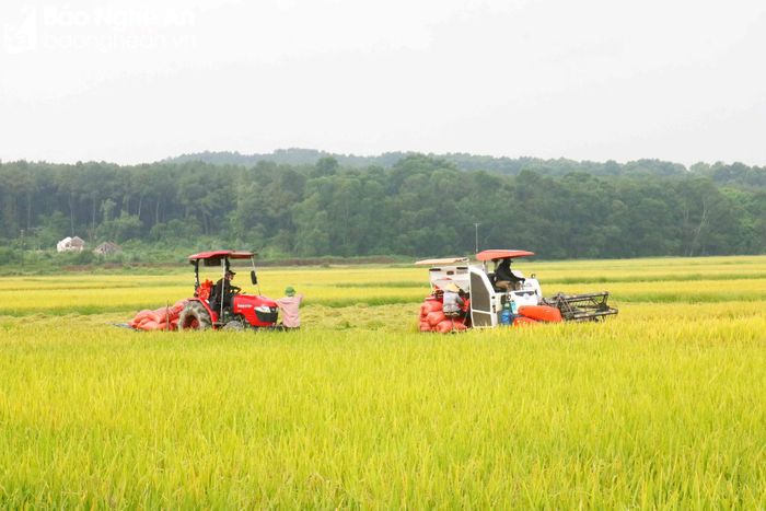  Mùa gặt trên quê Bác rộn vui tiếng máy gặt đập liên hợp. Dịp này, nhiều chủ máy trong và ngoài tỉnh đã đưa máy gặt về Kim Liên phục vụ bà con nông dân. Nhờ gặt máy, thời gian thu hoạch được rút ngắn lại. Ảnh: Huy Thư 