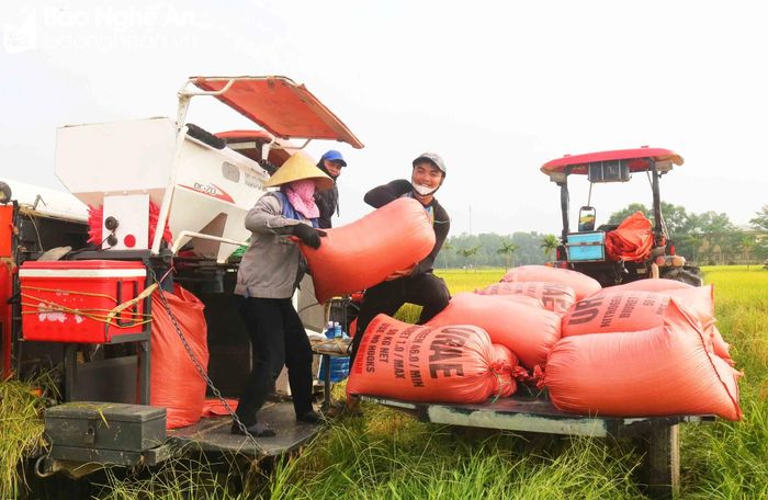  Người dân xóm Liên Minh, xã Kim Liên đang vận chuyển lúa vừa gặt xong trên cánh đồng dưới chân núi Chung. Ảnh: Huy Thư 