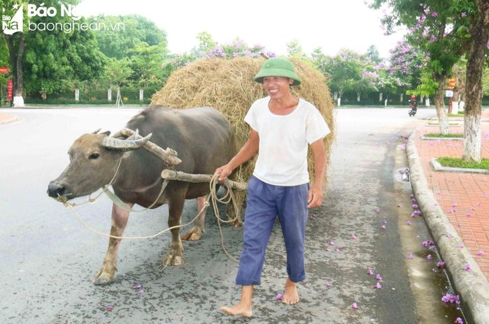  Những xe rơm được nắng là nguồn thức ăn dự trữ cho trâu, bò trong mùa Đông. Tranh thủ nắng to, người dân địa phương chở rơm từ ruộng về nhà. Ảnh: Huy Thư 