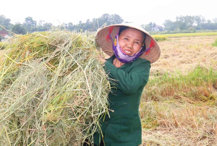  Sau khi gặt, các hộ dân chăn nuôi trâu, bò sẽ tích cực phơi rơm, rạ để làm thức ăn cho gia súc. Một số hộ làm ruộng ít, sẽ đi thu gom, xin thêm rơm của các hộ khác để phơi. Ảnh: Huy Thư 