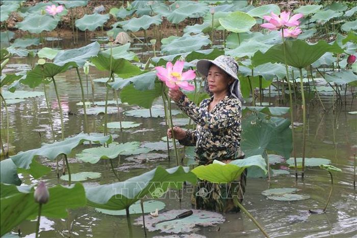 Thời điểm này, nông dân trên địa bàn huyện Nam Đàn tất bật vào mùa thu hoạch hoa sen, phục vụ du khách về thăm quê Bác.
