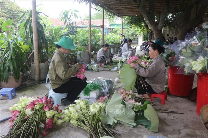 Không chỉ bán hoa sen, đài sen, hạt sen, các bộ phận khác của cây sen như tâm, nhụy, lá, ngó, củ sen cũng có thể bán được, đem lại thu nhập cao cho nông dân.