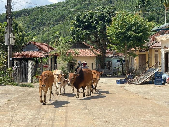Đồng bào Cor tập trung phát triển sản xuất, chăn nuôi để cải thiện kinh tế.