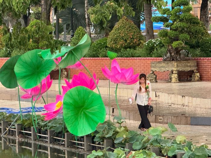  Trưng bày sen 