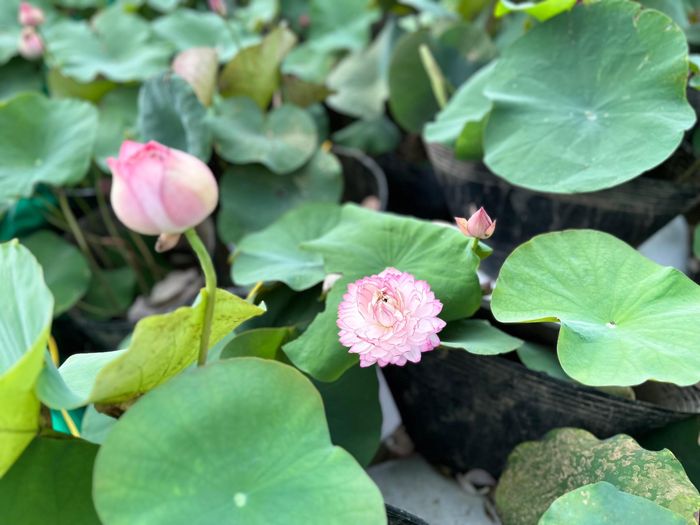  Các giống sen 