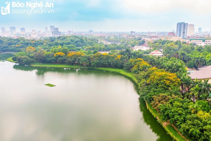  Công viên Trung tâm thành phố Vinh rộng hơn 250.000 m2, được ví là "lá phổi xanh" của thành phố. Xung quanh bờ hồ trong công viên được trồng nhiều cây xanh, mùa này nở rộ những sắc hoa xinh đẹp như bằng lăng, phượng vàng, phượng đỏ... Ảnh: Nguyễn Đạo 