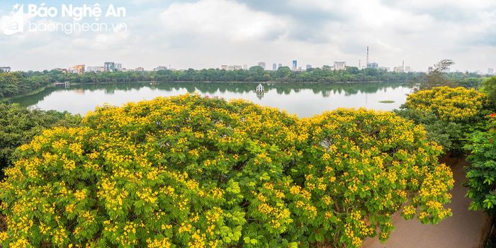  Hoa phượng vàng khoe sắc vào tháng 5, càng trở nên rực rỡ trong nắng Hạ. Ảnh: Nguyễn Đạo 