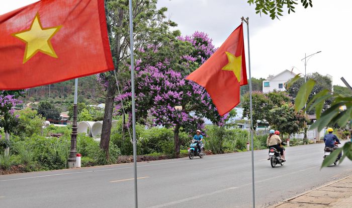 Cùng với phượng đỏ và hoa giấy đỏ, bằng lăng cũng là một loài hoa báo hiệu mùa hè. Đây là loài cây sinh trưởng ở vùng khí hậu nhiệt đới, được trồng khá nhiều trên các tuyến phố tại địa bàn huyện Đức Trọng