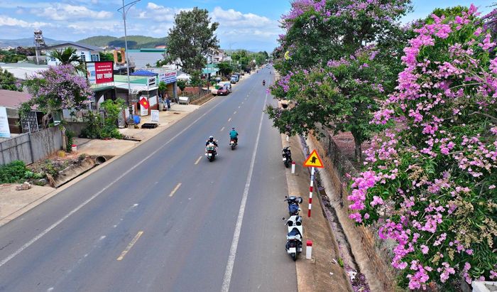 Hai bên Quốc lộ 20, đoạn từ đoạn ngã 3 Finôm, xã Hiệp Thạnh kéo tới gần trạm thu phí BOT Định An, được nhuộm tím màu bằng lăng