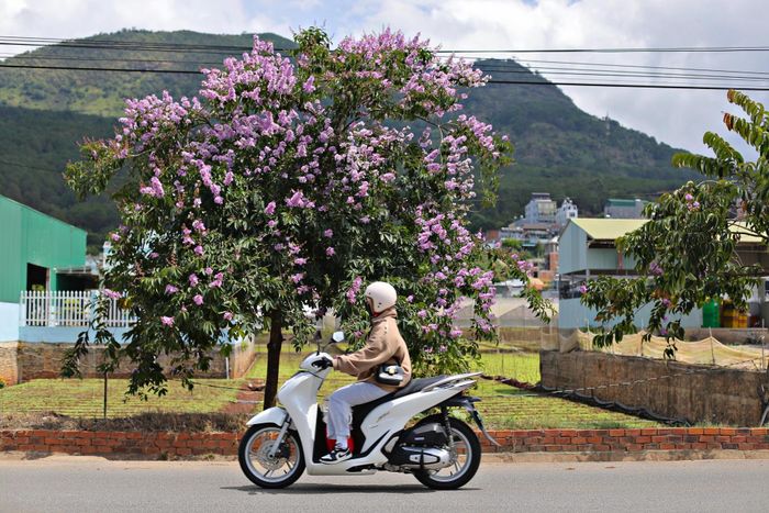 Hoa bằng lăng nở vào tháng 5, và đầu tháng 6 hàng năm, tùy từng địa phương. Hoa thường nở thành từng chùm, dài 20-30cm, sắc tím nổi bật giữa nền lá xanh, trời xanh.