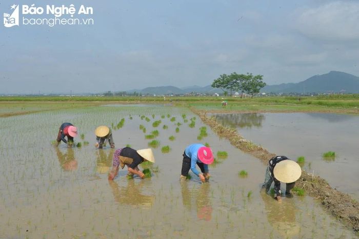  Nông dân gieo cấy lúa hè thu. Ảnh: Văn Trường 