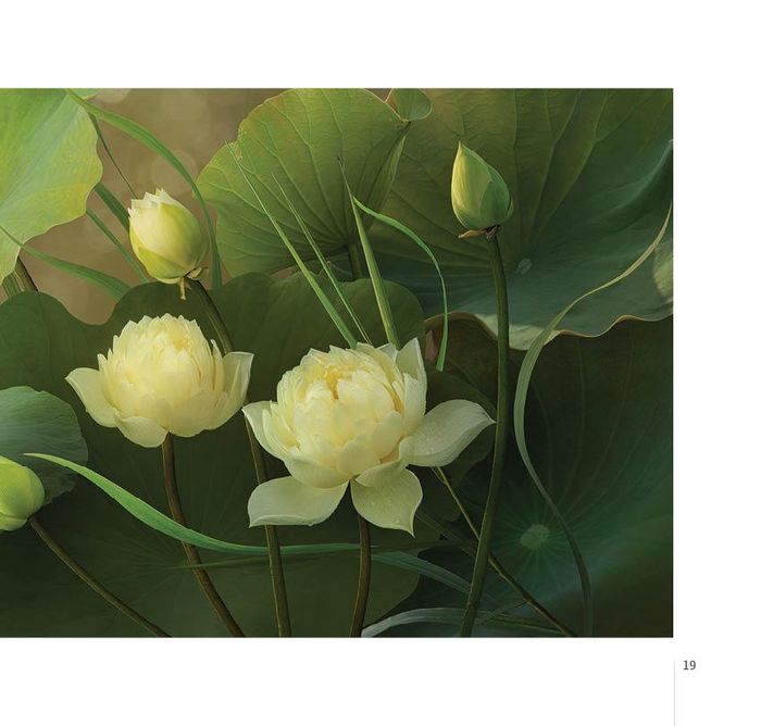 Ở triển lãm, người xem lạc vào thế giới hoa sen, có sen trắng, sen hồng, quỳ rồi có cả sen hai màu quý hiếm… với nhiều hình thái khác nhau.