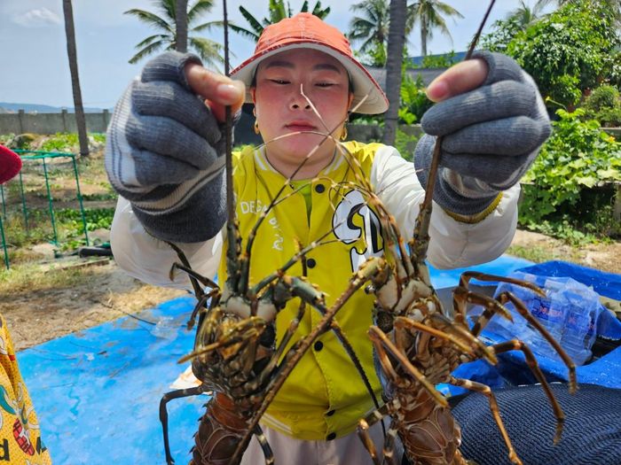 Tôm hùm vừa mới thả nuôi hay đến tuổi xuất bán của người dân xã Xuân Thịnh đều bị chết.