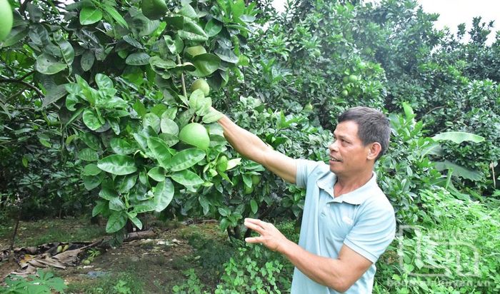 Gia đình anh Phương Văn Quyết đang có gần 100 gốc bưởi thồ cho thu nhập khá.