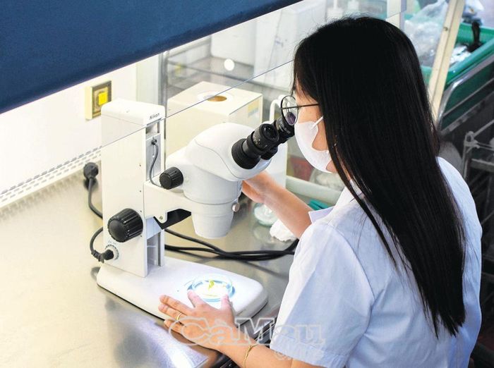 Nhân viên phòng cấy mô kiểm tra mẫu bằng kính hiển vi soi nổi.