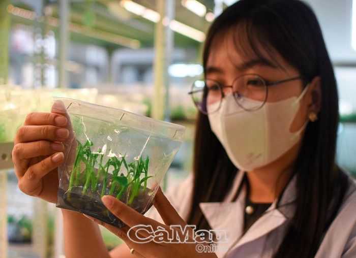 Giống cây trồng được tạo ra bằng nuôi cấy mô có nhiều ưu điểm, đặc biệt là giống cây sạch bệnh, cho năng xuất cao.